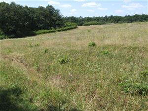 opustené lúky pri H. Rykynčiciach