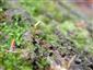 detail - makro