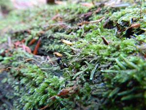 detail - makro