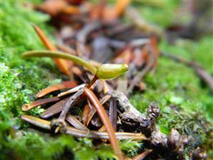 makro Buxbaumia viridis