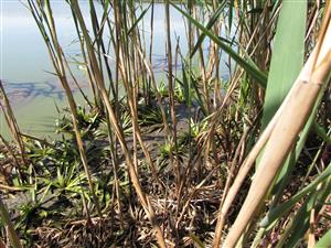 pohled na porost Stratiotes aloides