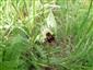 Suchomilné travinnobylinné a krovinové porasty na vápnitom podloží (*dôležité stanovištia Orchideaceae) (20.5.2015)