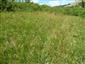 Suchomilné travinnobylinné a krovinové porasty na vápnitom podloží (*dôležité stanovištia Orchideaceae) (25.6.2015)