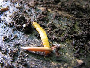 Larva Cucujus cinnaberinus v rámci TMP-3.