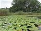 Prirodzené eutrofné a mezotrofné stojaté vody s vegetáciou plávajúcich a/alebo ponorených cievnatých rastlín typu Magnopotamion alebo Hydrocharition (13.8.2014)