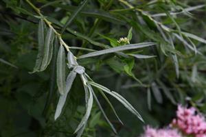 detail listov Salix eleagnos