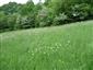 Suchomilné travinnobylinné a krovinové porasty na vápnitom podloží (*dôležité stanovištia Orchideaceae) (21.5.2015)