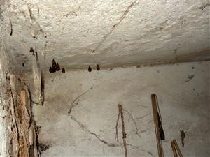 časť kolónie Rhip