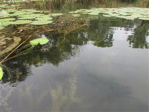 Lokalita - detail porostu