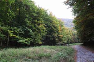 TMP1 – bukový porast (cca 25 ročný)