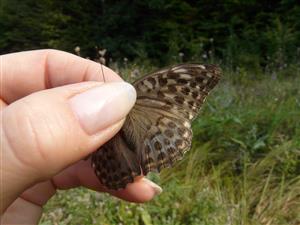 Foto Argynnis paphia f.valesina 
