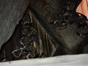 kolónia Myotis myotis vo vezi kostola