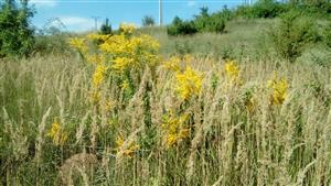 Invázia Solidago canadensis a Calamagrostis epigejos v okrajových častiach TML