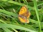 Foto Lycaena dispar samica