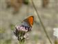 Foto Lycaena dispar samec