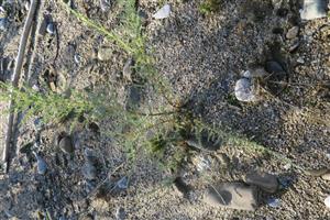 Myricaria germanica