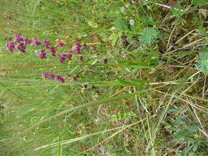 Epipactis atrorubens