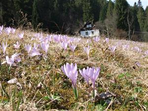 pohľad na TML s Crocus discolor