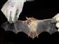 odchytený jedinec Myotis myotis