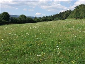 pokosená časť biotopu