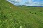 Suchomilné travinnobylinné a krovinové porasty na vápnitom podloží (*dôležité stanovištia Orchideaceae) (18.6.2015)