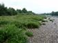 Rieky s bahnitými až piesočnatými brehmi s vegetáciou zväzov Chenopodionrubri p.p. a Bidentition p.p. (19.8.2015)