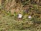 ľan chlpatý hladkastý (Linum hirsutum subsp. glabrescens)