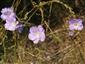 ľan chlpatý hladkastý (Linum hirsutum subsp. glabrescens)