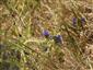 smohla lekárska (Anchusa officinalis)