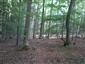 Kyslomilné bukové lesy (6.8.2014)