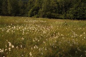 pohľad na slatinu v smere na VJV