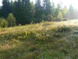 Pohľad na zarastanie TML drevinami: Populus tremula, Salix, Betula pendula, Frangula alnus, Alnus glutinosa, ..