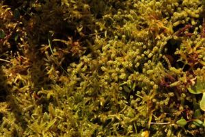 Paludella squarosa a Hamatocaulis vernicosus