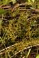 Hamatocaulis vernicosus