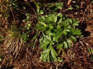 Pulsatilla vernalis
