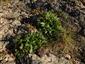 Pulsatilla vernalis