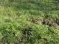 Porost Lindernia procumbens, Cyperus fuscus, C. michelianus