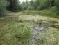 Prirodzené eutrofné a mezotrofné stojaté vody s vegetáciou plávajúcich a/alebo ponorených cievnatých rastlín typu Magnopotamion alebo Hydrocharition (26.6.2014)