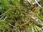 Hamatocaulis vernicosus
