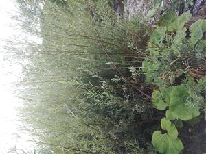 Salix elaeagnos na prípotočnej strane TMP