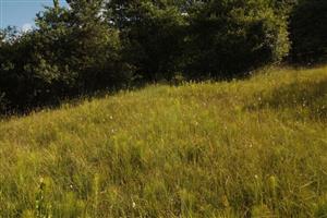 pohľad zospodu slatiny navrch, v smere na SV