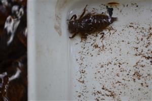 Larva Cordulegaster bidentata z okraja lesa v hornej časti TML Hanková