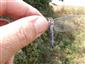 Orthetrum coerulescens samec, druh má pravidelný výskyt na TML