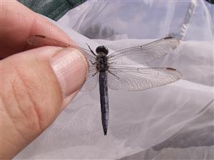 Balog n/I, Orthetrum coerulescens je typickým druhom kanálov