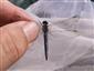 Balog n/I, Orthetrum coerulescens je typickým druhom kanálov