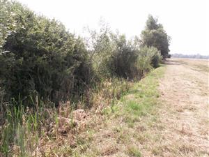 Balog n/I, stredná časť TML, porast v koryte (Typha latifolia) je pokosený 