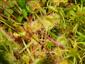 detail Drosera rotundifolia, Sphagnum sp.