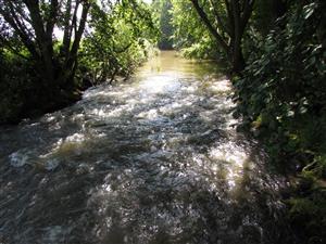 pohled na začátek lokality, na kamenech porosty F. antipyretica