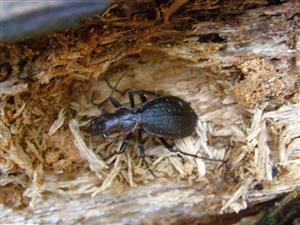 Carabus irregularis montandoni