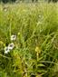 detail Achillea ptarmica